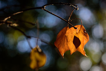 In the Wood - Free image #450511
